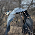 Great Blue Heron