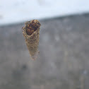 Bagworm