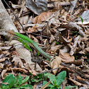 Giant Ameiva