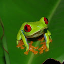 Red-eyed Treefrog