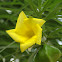Yellow Oleander