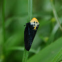Giant Malagasy Spittlebug