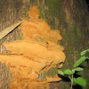 Cinnabar Polypore