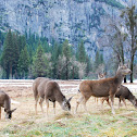 Mule Deer