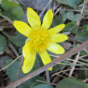 Lesser Celandine