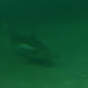 Scalloped Hammerhead