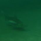 Scalloped Hammerhead