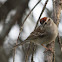 Chipping Sparrow
