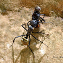 Ant