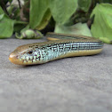 Eastern Glass Lizard