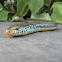 Eastern Glass Lizard