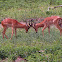 Impala