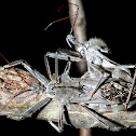 Wheel Bugs (mating)