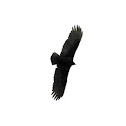 Turkey Vulture