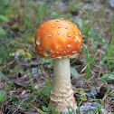Magic Mushroom