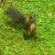 Red Squirrel