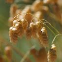 Rattlesnake Grass