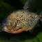 Piranha