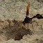 Potter Wasp