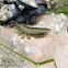 Rockweed Isopod