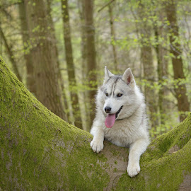San by Paweł Prus - Animals - Dogs Portraits ( siberian husky forest tree dog )