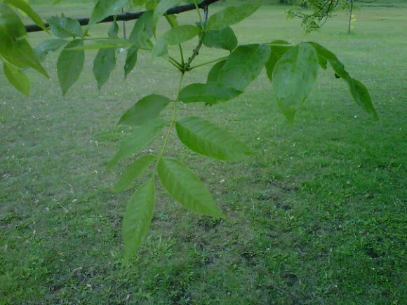 Spotting Image 1
