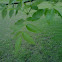 Green ash