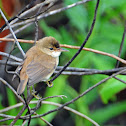Short-winged Cisticola