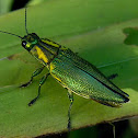 metallic wood-boring beetle, jewel beetle