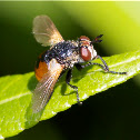 Tachinid Fly