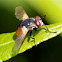 Tachinid Fly