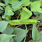 Winged bean