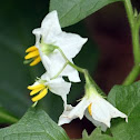 Carolina Horsenettle