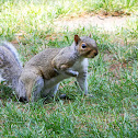 Eastern Gray Squirrel
