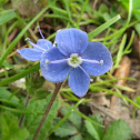 Germander Speedwell