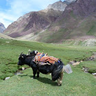 yak