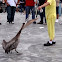 Brown Pelican