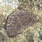 Sea Cucumber