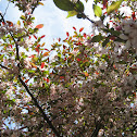 Flowering Tree