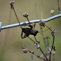 Leaf-Footed Bug