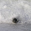 Elefante marino (Southern elephant seal)