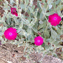 Rose Campion
