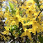 Golden-bell tree