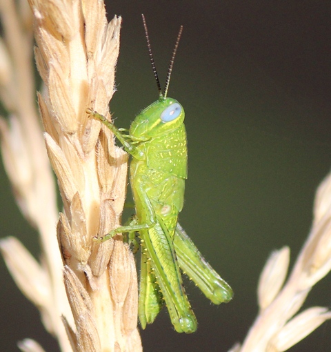Spotting Image 1