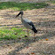 Asian Openbill Stork