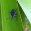 Red-shouldered Bug