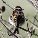 Chipping Sparrow