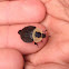 American Carrion Beetle