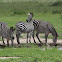 zebra