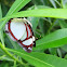 Banded Banner